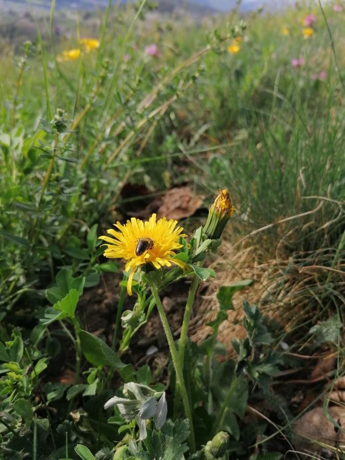 Neue Ferienwohnungen Auf Dem Gebreitnerhof, Urlaub Auf Dem Bauernhof Bressanone Esterno foto